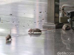 Aksi Lepas Tikus di KPK, Desak Firli Bahuri Mundur