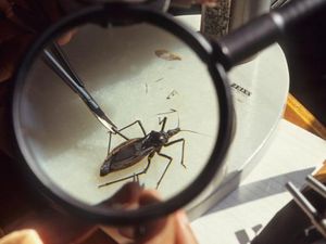 Hari Penyakit Chagas Sedunia 2023: Sejarah, Tema, Cara Peringati Hari Penyakit Chagas Sedunia 2023: Sejarah, Tema, Cara Peringati