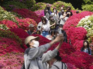Keindahan Bunga Azalea yang Mekar Ini Bikin Kangen Tokyo!