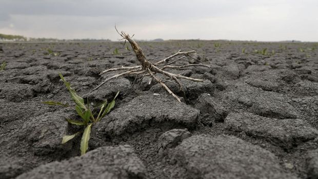 Plant grow on the ground of dried up Lake Zicksee near Sankt Andrae, Austria, April 9, 2023. REUTERS/Leonhard Foeger