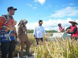 Mentan Sebut Klaten Bisa Jadi Contoh Suksesnya Program IP 400