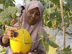 Ngabuburit Asyik di Lamongan, Memetik Melon Golden Kinanti