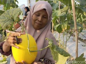 Ngabuburit Asyik di Lamongan, Memetik Melon Golden Kinanti Ngabuburit Asyik di Lamongan, Memetik Melon Golden Kinanti