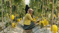 Potret Ngabuburit Sambil Petik Melon di Lamongan