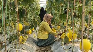 Potret Ngabuburit Sambil Petik Melon di Lamongan