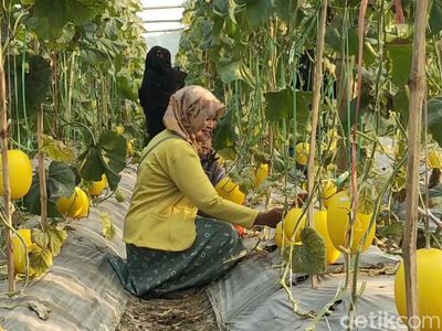 Potret Ngabuburit Sambil Petik Melon di Lamongan