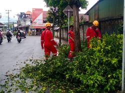 Pemotor di Karangasem Tertimpa Dahan Pohon, Kaki-Tangan Terluka