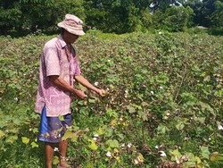 Siasat Petani Kapas Bertahan di Tengah Ancaman Gagal Panen