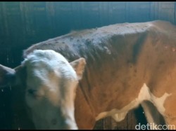 Gejala Sapi di Lamongan Kena Penyakit Lato-lato, Kulit Bentol hingga Bernanah