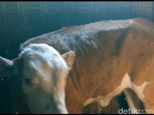 Gejala Sapi di Lamongan Kena Penyakit Lato-lato, Kulit Bentol hingga Bernanah Gejala Sapi di Lamongan Kena Penyakit Lato-lato, Kulit Bentol hingga Bernanah