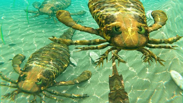 An illustration of eurypterids, also known as sea scorpions, traveling together in search of prey. Eurypterids are related to arachnids and include the largest known arthropods to have ever lived. They were formidable predators that thrived in warm shallow water, in both seas and lakes, from the mid Ordovician to late Permian (460 to 248 million years ago).
