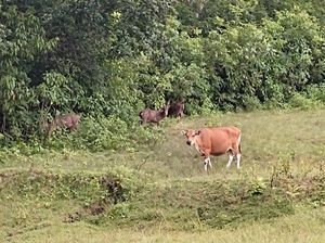 Kisah Sedih Banteng Betina yang Hidup Sendiri di Cagar Alam Pangandaran Kisah Sedih Banteng Betina yang Hidup Sendiri di Cagar Alam Pangandaran
