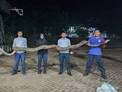 Penampakan Ular Piton 8 Meter yang Ditangkap Damkar Luwu Timur