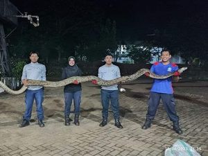 Penampakan Ular Piton 8 Meter yang Ditangkap Damkar Luwu Timur Penampakan Ular Piton 8 Meter yang Ditangkap Damkar Luwu Timur
