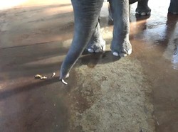 Gajah di Kebun Binatang Berlin Mampu Kupas Pisang Sendiri, Kok Bisa?