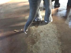 Gajah di Kebun Binatang Berlin Mampu Kupas Pisang Sendiri, Kok Bisa? Gajah di Kebun Binatang Berlin Mampu Kupas Pisang Sendiri, Kok Bisa?
