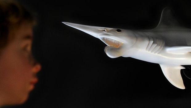 Liam Hourihan inspects a model of a Helicoprion - a strange toothed shark - whose vertical teeth looks like a circular saw and which were thought to have been used to grasp its prey, at the opening of the Melbourne Museum's exhibition, a journey through 600 millions years of Victoria's life and landscapes, in Melbourne on July 1, 2010.  The exhibition tells the story of the Australian state's evolution, of land geology and species, beginning hundreds of millions of years ago when Australia was part of a super-continent and how evolution has shaped Victoria as we know today.  AFP PHOTO/William WEST (Photo credit should read WILLIAM WEST/AFP via Getty Images)