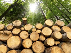 Terungkap! Ternyata Kayu Bukan Bahan Bangunan yang Ramah Lingkungan