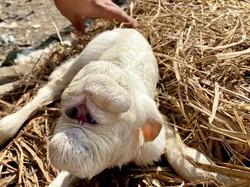 Sedih! Kambing Bermata Satu Mirip Dajjal di Jatinom Akhirnya Mati
