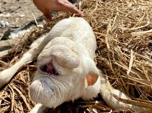 Sedih! Kambing Bermata Satu Mirip Dajjal di Jatinom Akhirnya Mati Sedih! Kambing Bermata Satu Mirip Dajjal di Jatinom Akhirnya Mati