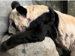 Retak Persahabatan China-AS gegara Panda Kurus