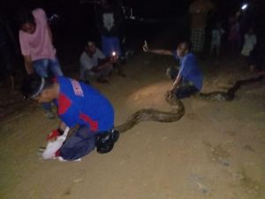 Ular Piton 8 Meter Muncul di Jalan Desa Ussu Luwu Timur, Damkar Evakuasi
