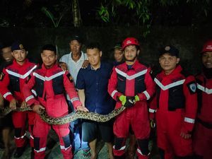 Ular Piton 3 Meter Muncul di Permukiman Warga di Makassar, Damkar Evakuasi
