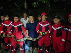 Ular Piton 3 Meter Muncul di Permukiman Warga di Makassar, Damkar Evakuasi