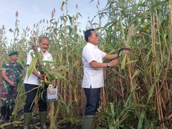 Moeldoko Beberkan Kendala Penanaman Sorgum di Sumba Timur