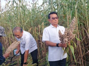 Panen Sorgum di Sumba Timur, Moeldoko Cerita Tantangan Saat Penanaman