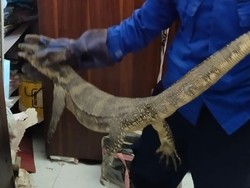 Bikin Kaget! Biawak 1,3 Meter Nyelonong Masuk Rumah di Bangunjiwo Bantul
