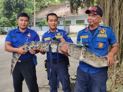 Warga di Kediri Tangkap Buaya Muara 2 Meter, Langsung Diserahkan ke BKSDA