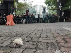 Ricuh Mereda, Mahasiswa Bakar Ban-Lempar Tikus ke Gedung DPRD Jateng