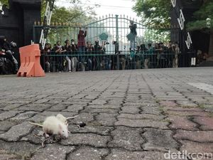 Ricuh Mereda, Mahasiswa Bakar Ban-Lempar Tikus ke Gedung DPRD Jateng Ricuh Mereda, Mahasiswa Bakar Ban-Lempar Tikus ke Gedung DPRD Jateng