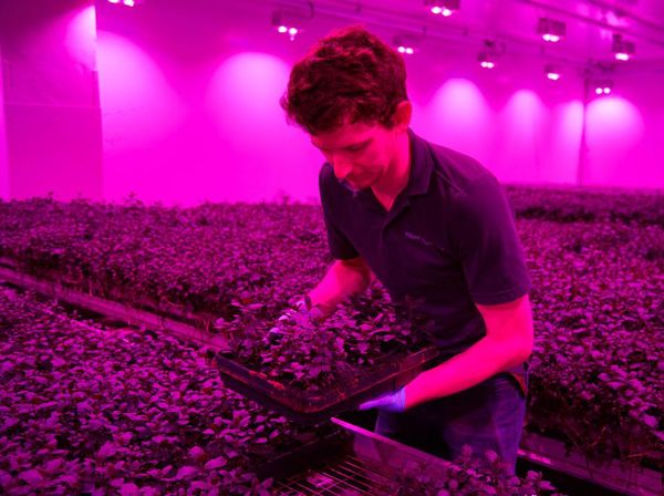 Seperti Ini Metode Smart Farming Daun Kemangi di Belanda