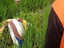 Seorang Petani Bojonegoro Ditemukan Tewas dengan Kondisi Sujud di Sawah