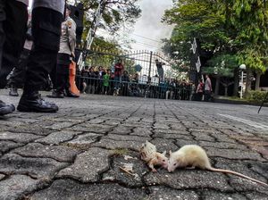 Benarkah Hewan Bisa Rasakan Tanda Gempa Bumi? Begini Faktanya