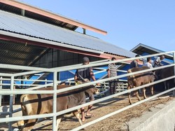 Penuhi Kebutuhan Idul Fitri, 1.650 Sapi Meluncur dari NTT