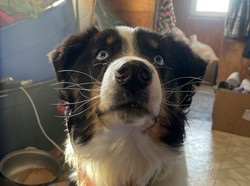 Anjing Ini Ditemukan Selamat Ratusan Kilometer Lintas Lautan dari Lokasi Hilang