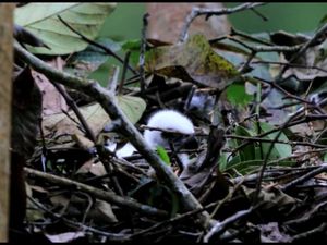 Hore! Bayi Elang Jawa Lahir di TN Gunung Halimun Salak