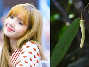 Nama Lisa BLACKPINK Jadi Spesies Tanaman Baru di Thailand, Ini Alasannya!