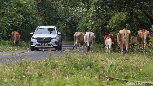 Honda All New BR-V melintasi jalur Santolo-Pangandaran