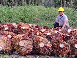 Cair! Jokowi Restui Sri Mulyani Guyur Rp 3,4 T ke Daerah Penghasil Sawit