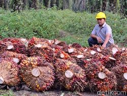 Kebijakan Minyak Goreng Dinilai Salah Resep, Bikin Khawatir Industri Sawit