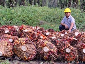 Kebijakan Minyak Goreng Dinilai Salah Resep, Bikin Khawatir Industri Sawit Kebijakan Minyak Goreng Dinilai Salah Resep, Bikin Khawatir Industri Sawit