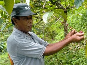 Panen Kopi Arabika di Pupuan Merosot