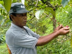 Panen Kopi Arabika di Pupuan Merosot
