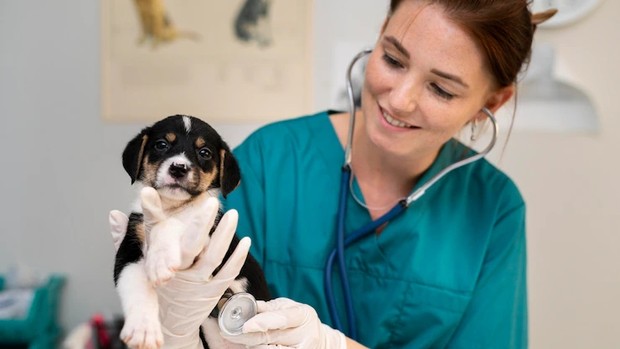 Dokter hewan/Foto: Freepik.com Pekerjaan yang didominasi oleh perempuan