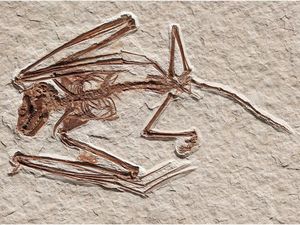 Fosil Kelelawar Tertua Ditemukan, Usianya 52 Juta Tahun