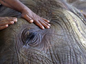 Kematian Gajah di Kebun Binatang Pakistan Tuai Kritikan